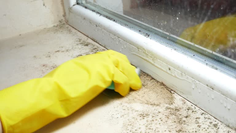 Professional Mold Removal in Swainsboro, GA